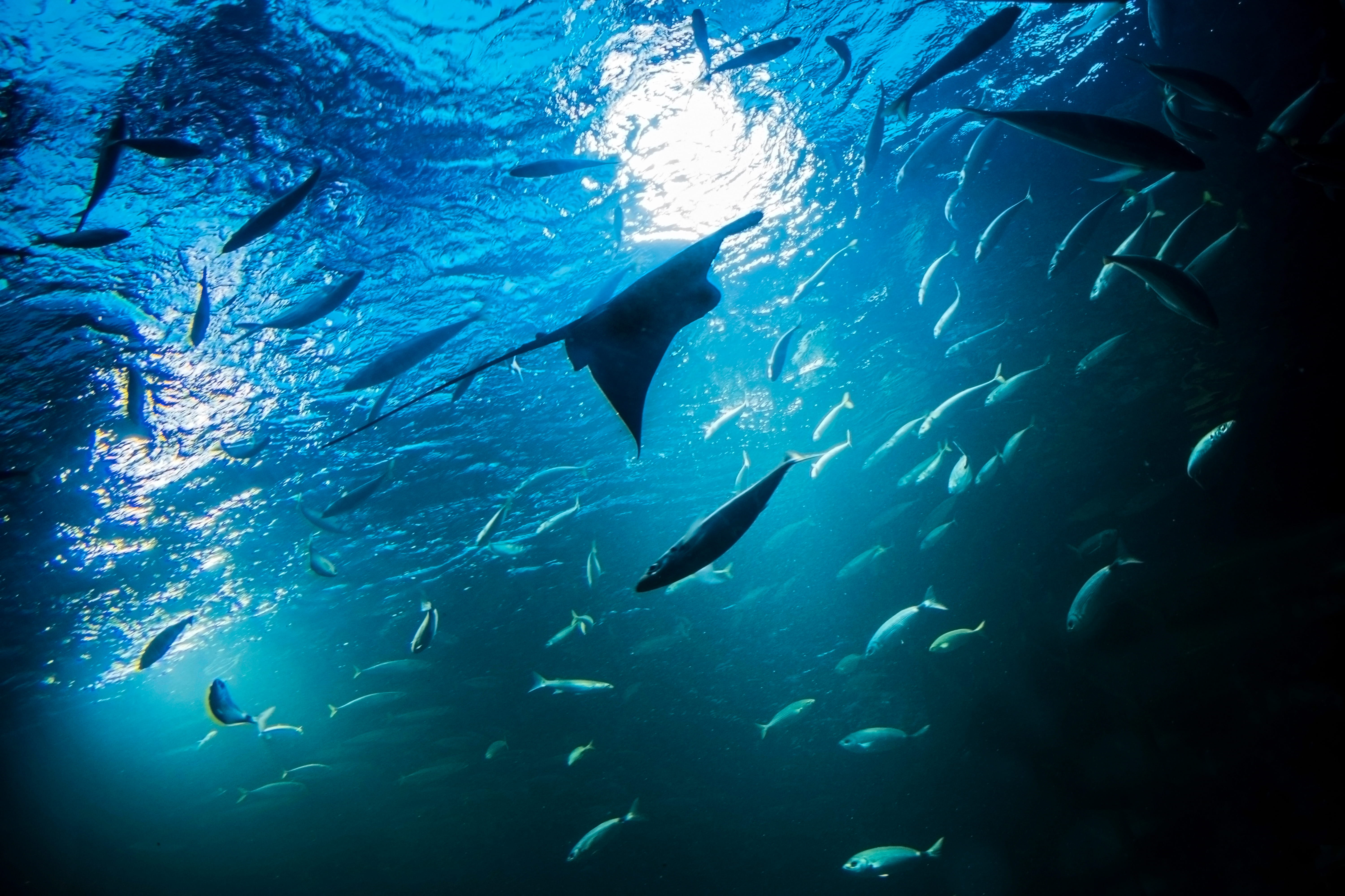 Indonezja Nusa Penida - nurkowanie z mantami.jpg